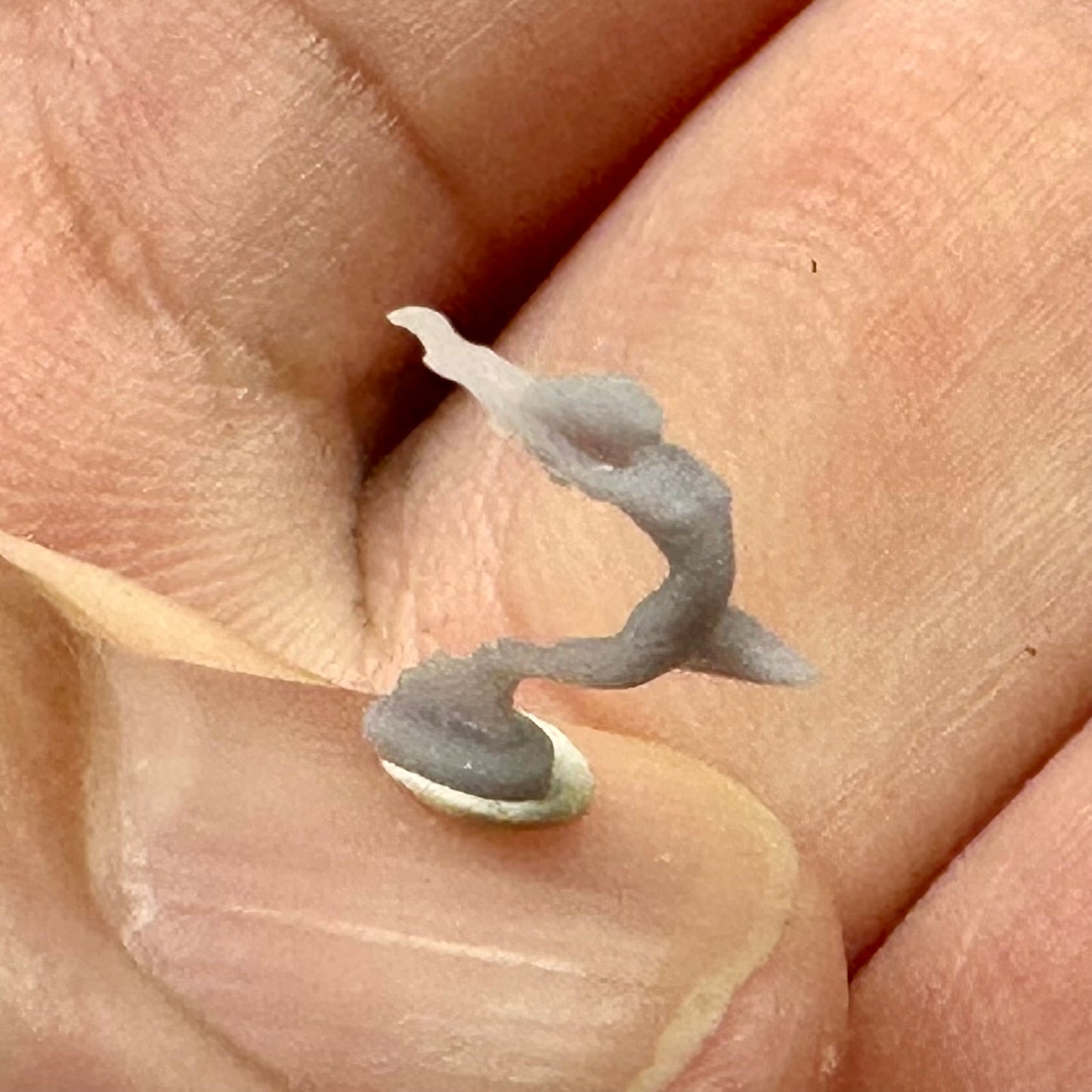 Hood Ornament Set 1/24 1/25